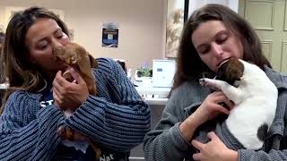 Homeless pets arrive in New Jersey to find fur-ever homes | REUTERS