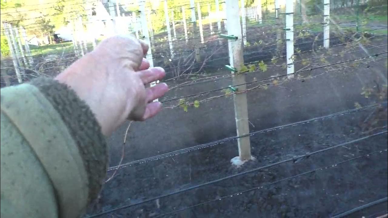 Спрей полив і мініджети на винограднику від заморозків. - YouTube