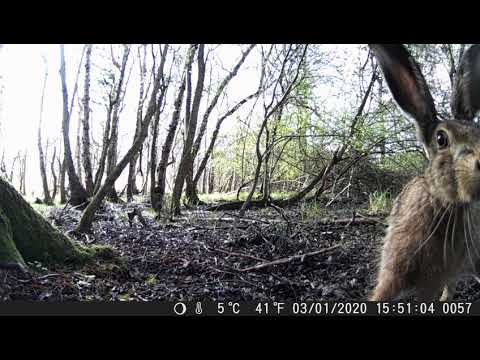 Hare in the woods
