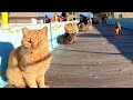 【猫島・青島の朝】ごはんを配りに行ったら猫たちに囲まれて幸せすぎた…🐱🍽️