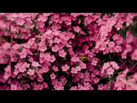 Wasted love - john de sohn , Andrelli , Rasmus Hagen
