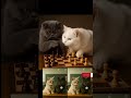 #AICAT #cat  Checkmate: The Clash of Paws - Ash &amp; Arya playing Chess 🧠♟️