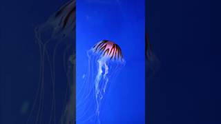 &quot;This Creature Has Been Alive for 500 Million Years! 😱 | #shorts&quot;