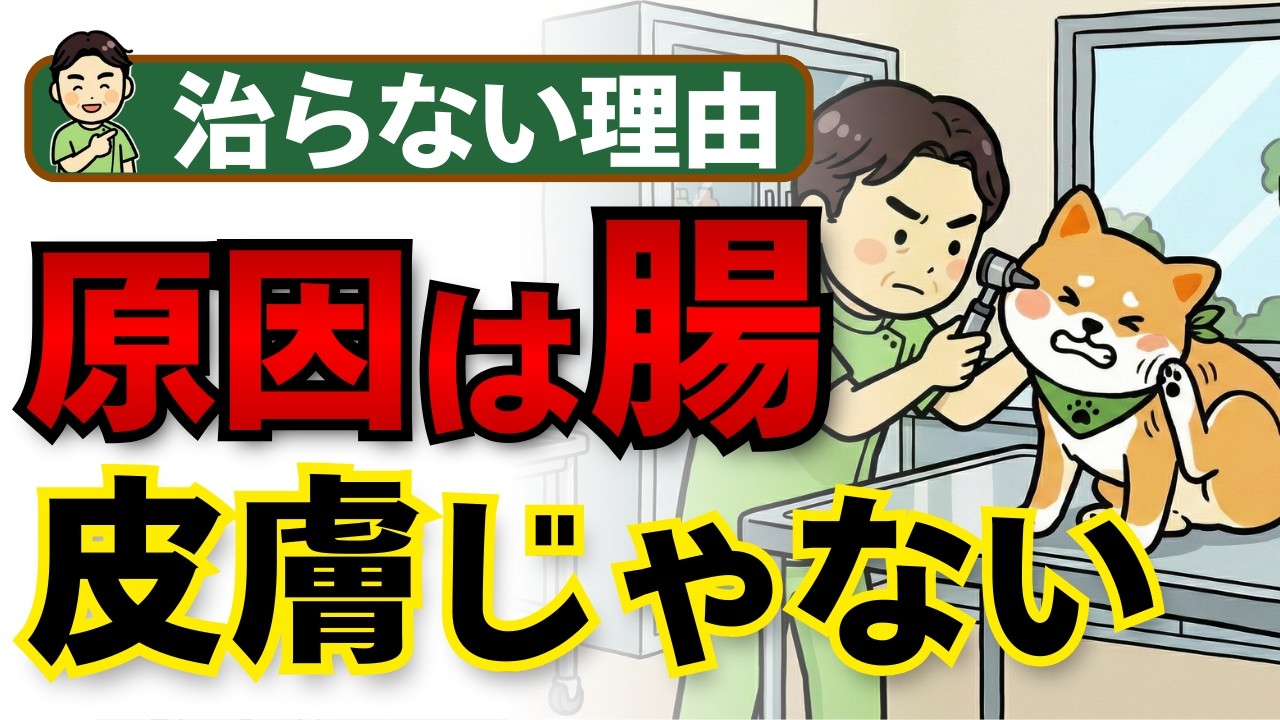 Veterinarian's explanation] Why your dog's skin condition won't go