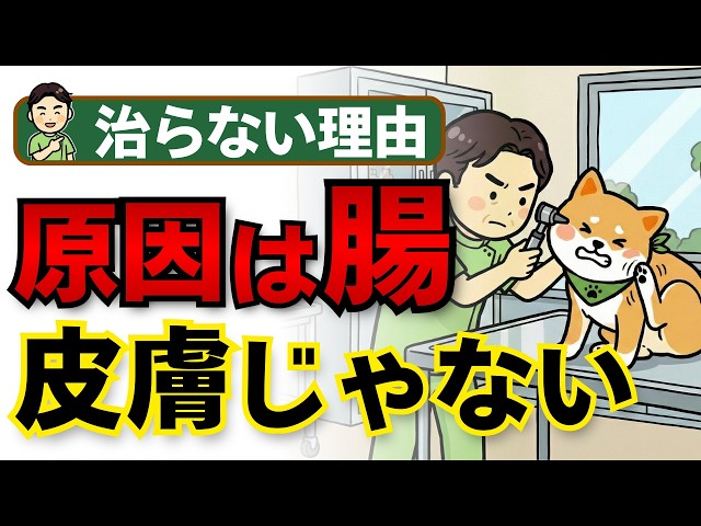 Veterinarian's explanation] Why your dog's skin condition won't go