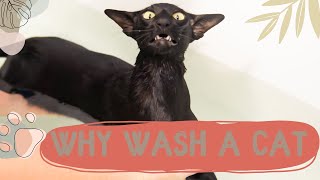 Why Wash a Cat by Fuzzies Pet Grooming 292 views 1 year ago 3 minutes, 36 seconds