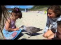Playing with baby seagull at the beach