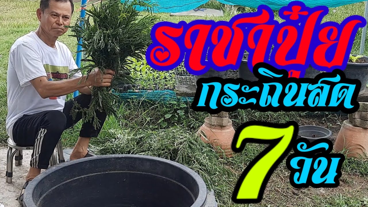 ปุ๋ยหมักกระถินราชาปุ๋ย