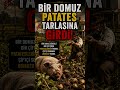 🐷 Bir Domuz Yüzünden Savaş Çıkıyordu! Tarihin En Garip Krizi 😱 #shorts