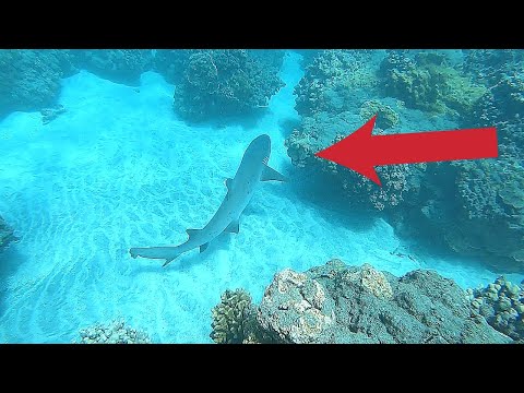 First Time Running Into a Shark While Spearfishing! 