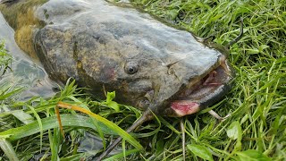 My FAVORITE Way to Cook Flathead Catfish!! (River Camping)