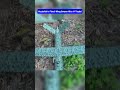 Hezbollah’s Swarms Bypass Air Defenses