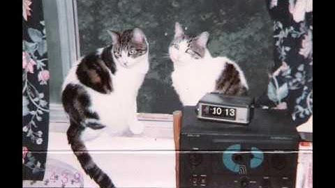 Catphony (Original Composition)