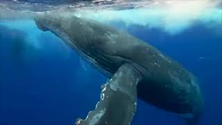 Meditation with Whales - Conversation Piano and Whales