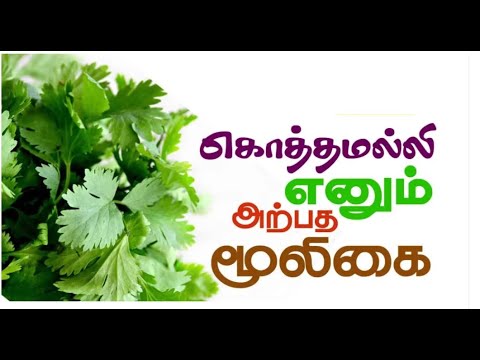 கொத்தமல்லி | தினம் ஒரு மூலிகை | Coriander | herb of the day