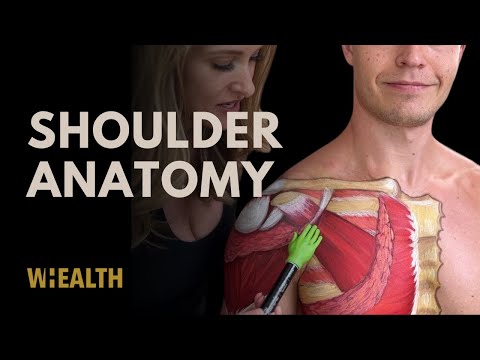 Shoulder anatomy made