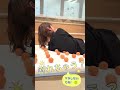 「トゥルースリーパー プレミアリッチ」ってどれだけすごいの?社員自ら実験してみました!#shorts