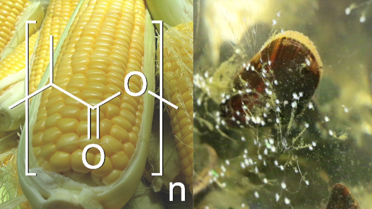 Biodegradable Adhesive Cornbased Polymer + Shellfish Chemistry YouTube
