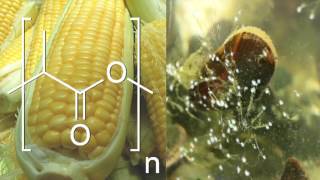Biodegradable Adhesive:  Corn-based Polymer + Shellfish Chemistry