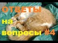 Ответы на вопросы #4 : О забое кроликов , где кОзлы? , Рыжик.