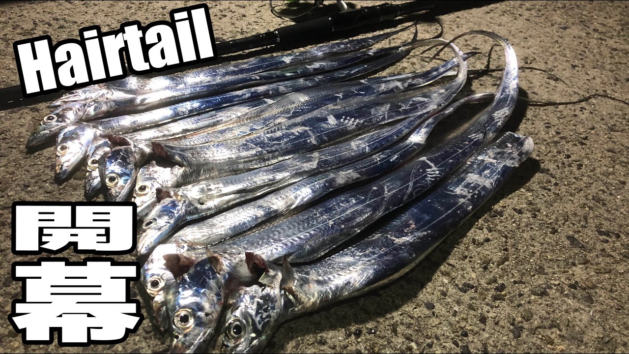 淡路島でタチウオテンヤ引き釣り開幕