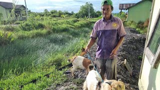 Download Lagu KENAPA PAK RT @SARNO PILIH SEPASANG KAMBING KENDIT? DRAMA PERPISAHAN KAMBING PINDAH TEMPAT ‼️ MP3