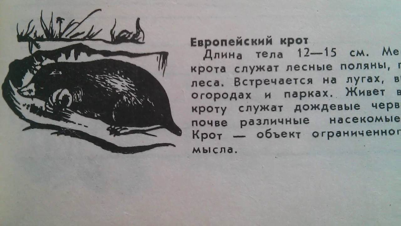 Европейский крот - Места обитания