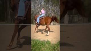 Meet Annie!! - Kaylee #horse #western #equestrian #ridersandrascals