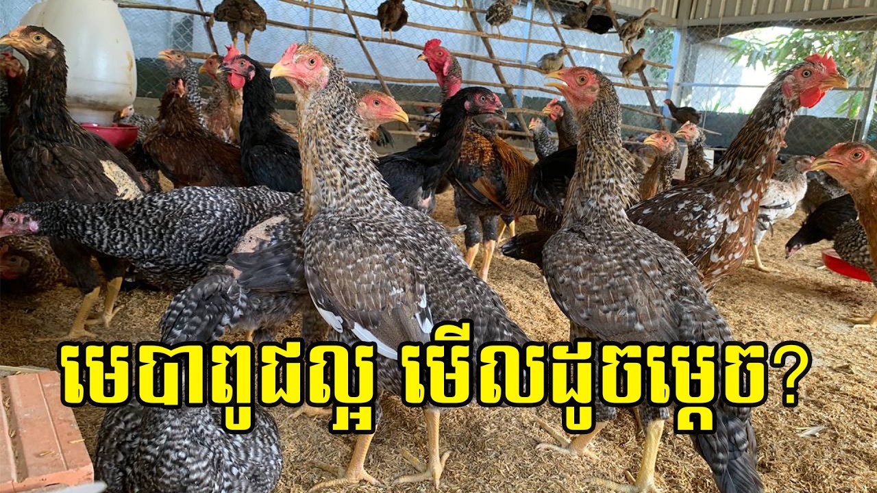 កុំទាន់ចិញ្ចឹមមាន់ បើមិនទាន់ដឹងរបៀបជ្រើសរើសមេបាពូជ!