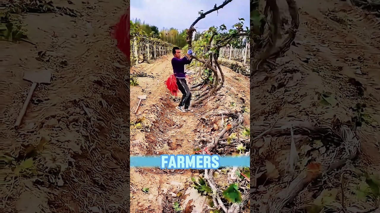 Why bury the grape vines?