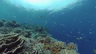 The underwater world of a coral reef. Philippines.