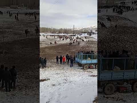 Резвон паҳлавон