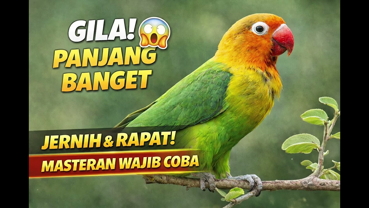 Lovebird Ngekek Panjang Suara Jernih & Rapat | Masteran Terbaik 2026