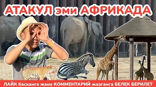 Пил, Жираф, Маймыл, Качыр, Буйвол, Крокодил, Аюу, Носорог аралап ЖҮРӨБҮЗ ~ ДУБАЙ, 10-серия