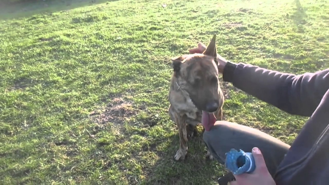 117 Les Chiens à Ladoption à La Lpa De Calais Youtube