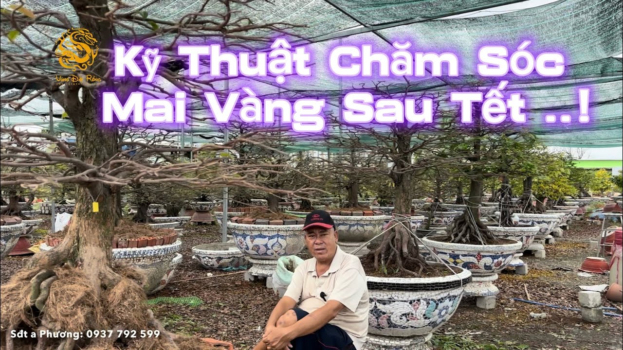 💥Vườn Mai Phương Bình hướng dẫn chăm sóc Mai Vàng Siêu Bông Sài Gòn sau Tết|Vùng Đất Rồng 
