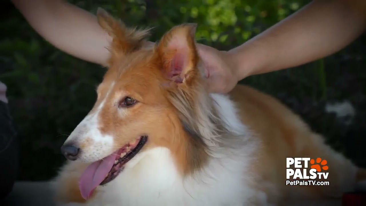 Shetland Sheepdog - Know Your Breed