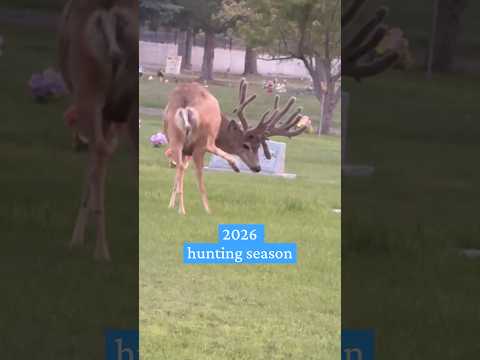 Big bucks in Hunting videos soon! #muledeer #wildlife # #deer #hunting #viral #whitetail