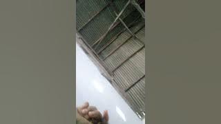 Hafis ndapapa kalo ngana yanda suka pa akila ndapapa