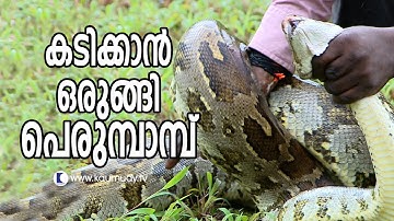 ഇരുതലമൂരിയെയും കടിക്കുവാൻ വരുന്ന പെരുന്പാന്പിനെയും വാവ സുരേഷ് പരിചയപ്പെടുത്തുന്നു