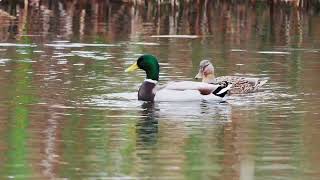 Mallard Ducks Head Bobbing Behaviour