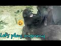 ASMR|D'jeeco Family|Gorilla|Tayari is performing handstands for tourists, Tayari is really amazing