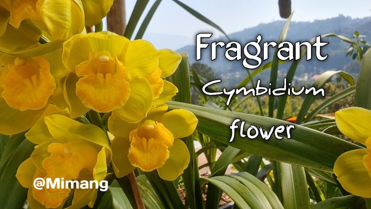Fragrant Cymbidium Flower / सुगन्धित सुनखरी फूल // Mimang Vlog !