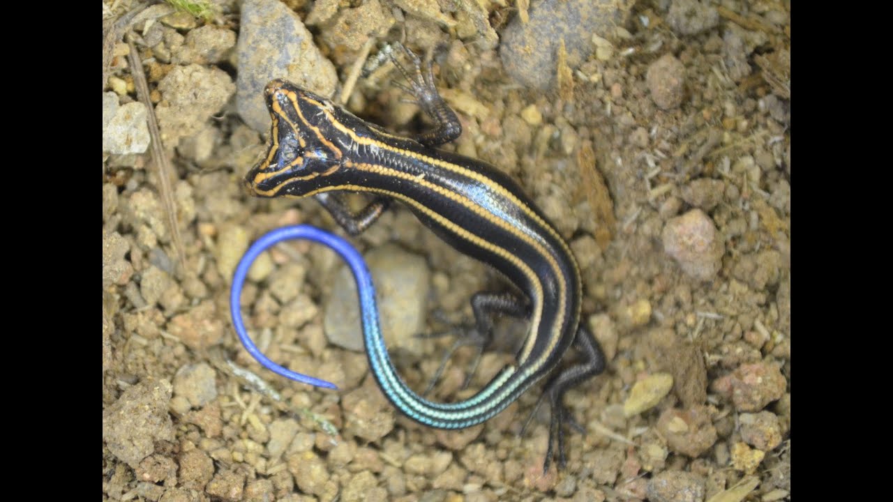 ラビベア様トカゲさん2体 双頭のヒガシニホントカゲ Double headed Plestiodon finitimus - YouTube