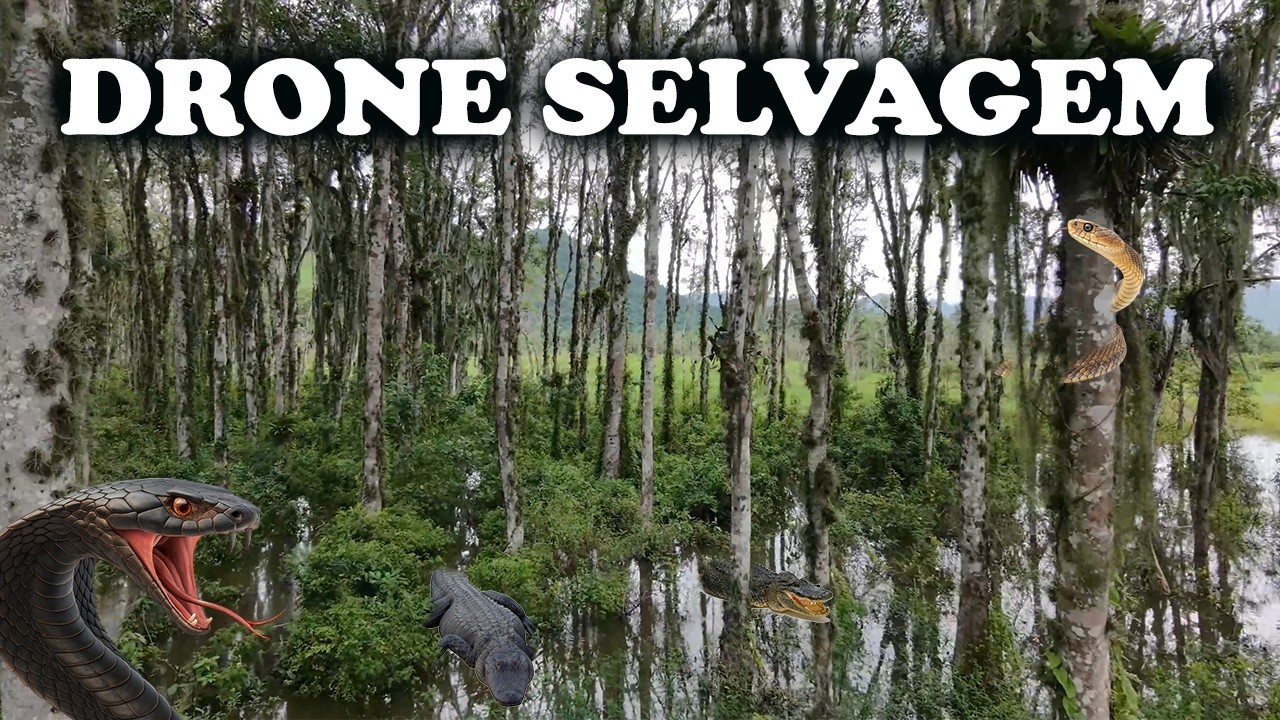 DRONE entra dentro do PANTANO, NEO2 dji