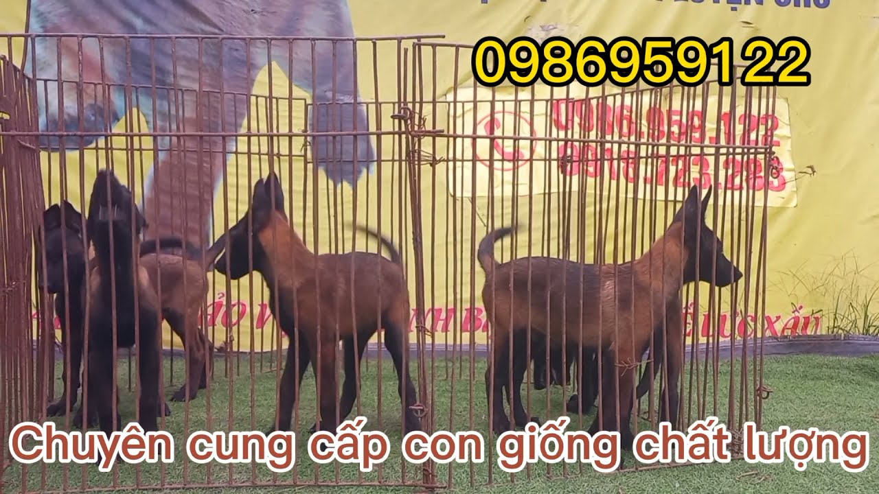 mua chó hà nội New Mua chó malinois tại Hà Nội và cách vận chuyển mùa dịch covit