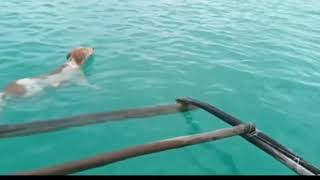 A Poor Dog Rescue To The Ocean