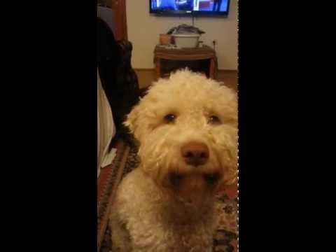 Video: Lagotto Romagnolo Hundras Allergivänliga, Hälsa Och Livslängd