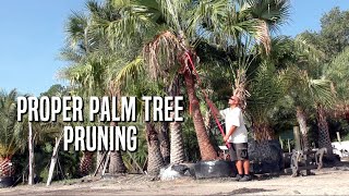 Proper Palm Pruning