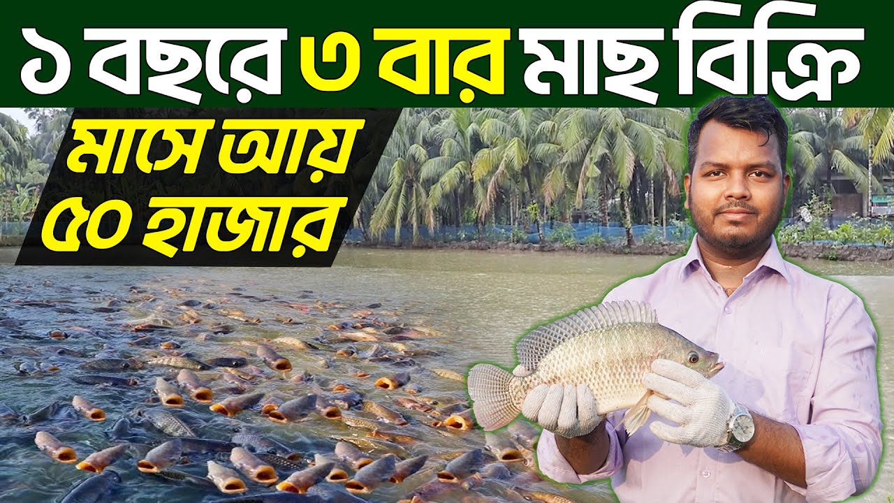 ১ বছরে ৩ বার মাছ বিক্রি || মাছ চাষে মাসে আয় ৫০ হাজার || Shakib Agro || Fish Farming In Bangladesh